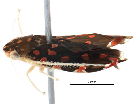 Image of Cicadellini