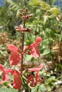 Stachys coccinea Ortega resmi