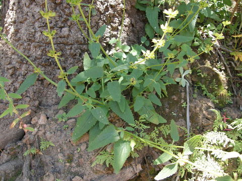 Image of scarlet hedgenettle