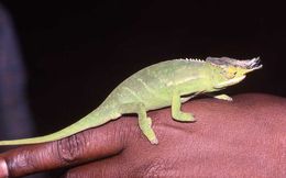 Image of Will's chameleon