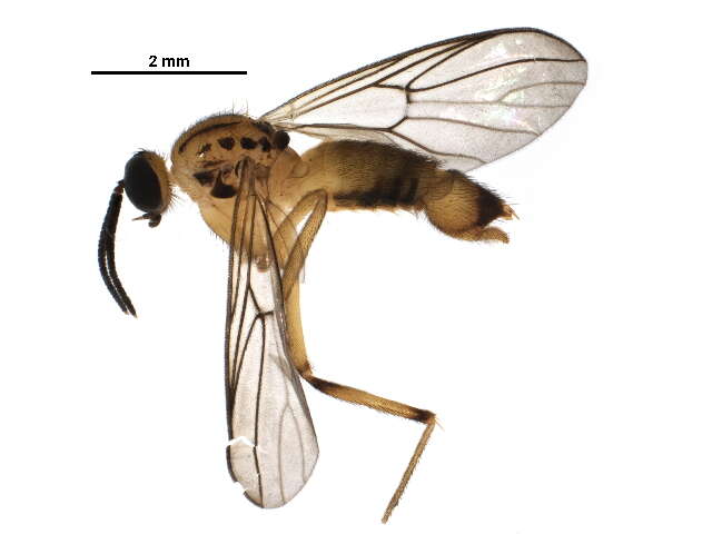 Image of Mycetobiinae