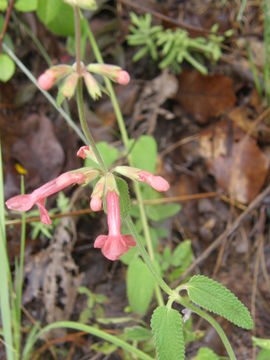 Image of scarlet hedgenettle