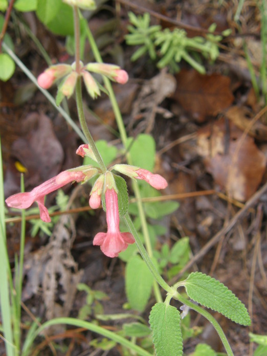 Stachys coccinea Ortega resmi