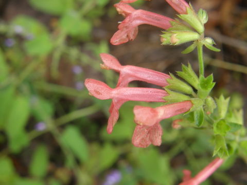 Stachys coccinea Ortega resmi