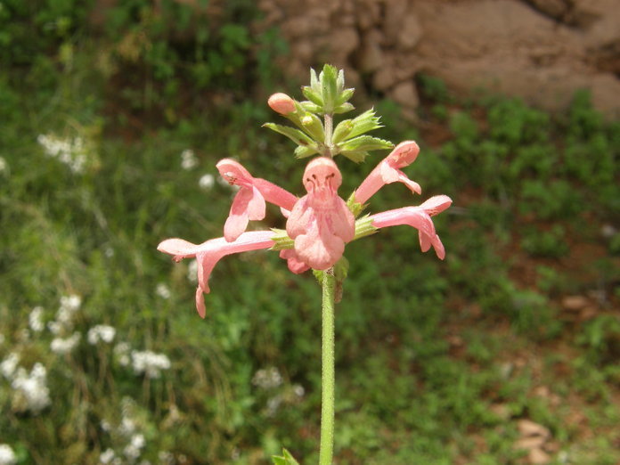 Stachys coccinea Ortega resmi