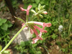 Stachys coccinea Ortega resmi