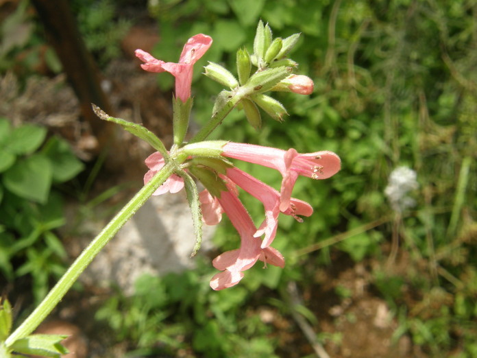 Stachys coccinea Ortega resmi