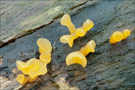 Image of Guepiniopsis buccina (Pers.) L. L. Kenn. 1959