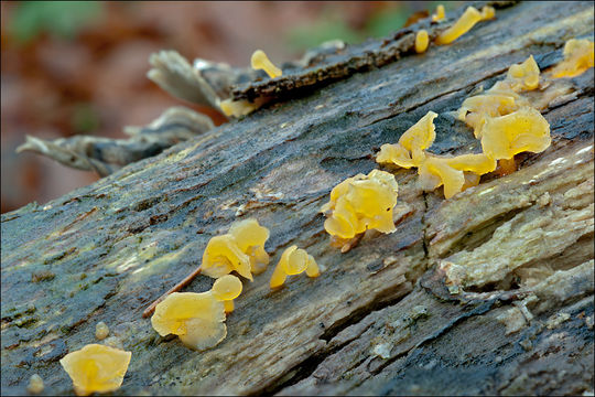 Imagem de Guepiniopsis buccina (Pers.) L. L. Kenn. 1959