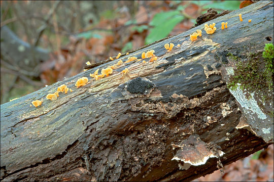 Image of Guepiniopsis buccina (Pers.) L. L. Kenn. 1959