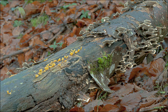 Imagem de Guepiniopsis buccina (Pers.) L. L. Kenn. 1959