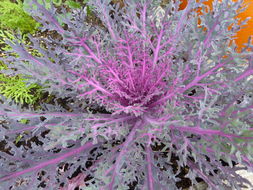 Plancia ëd Brassica oleracea L.