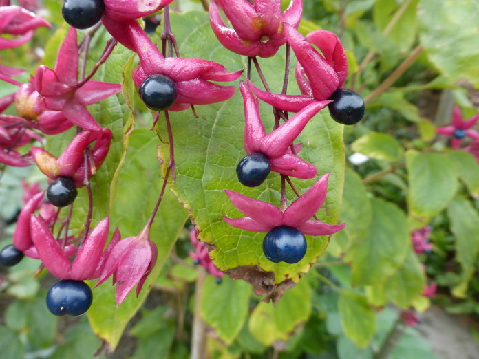 Image of Harlequin Glorybower