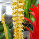 Image of Dendrochilum magnum Rchb. fil.