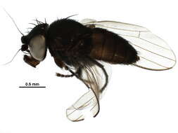 Image of Pholeomyia