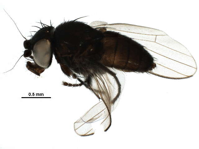 Image of Pholeomyia