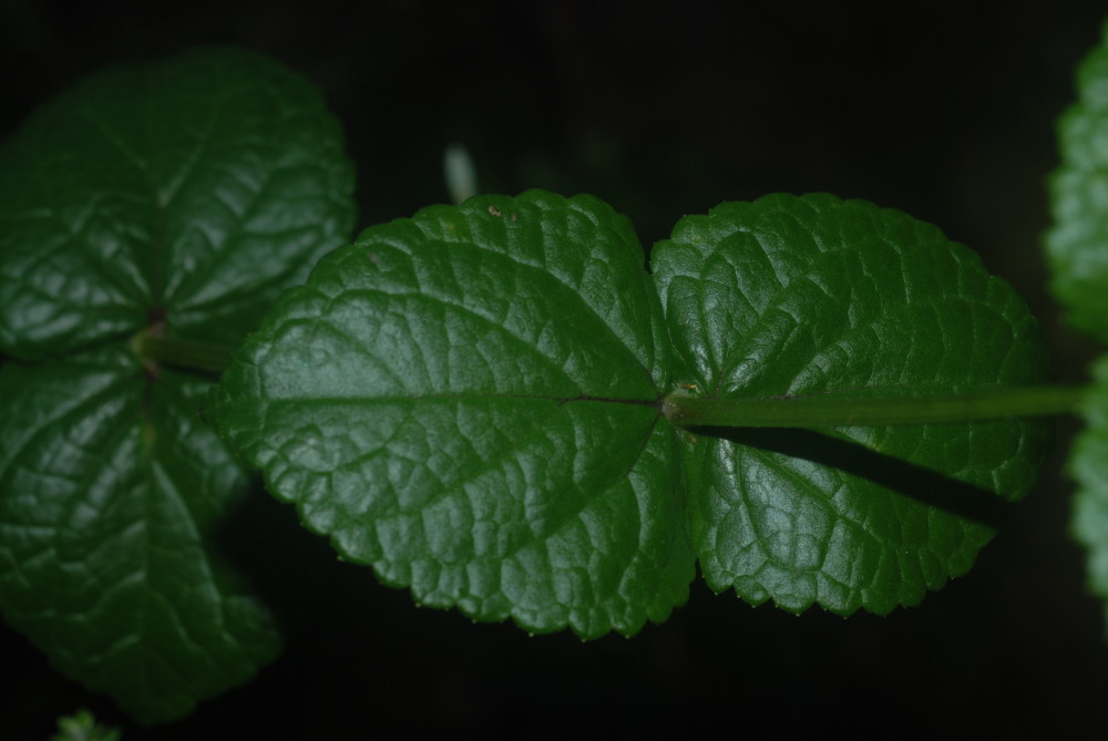 Image of Fuzzy-Flower Stenogyne