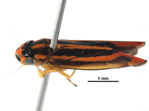 Image of Cicadellini