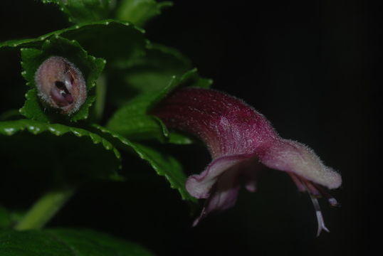 Image of Fuzzy-Flower Stenogyne