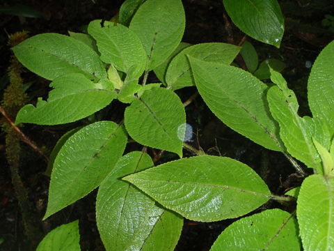 Image of Hawai'i phyllostegia