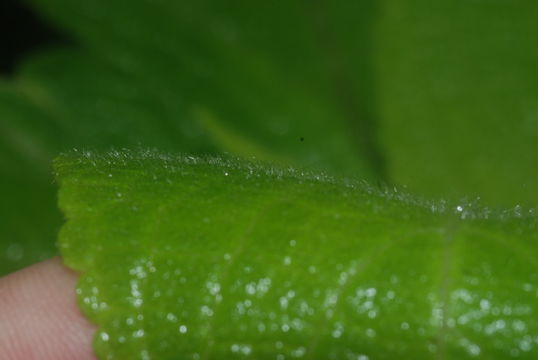 Image of Hawai'i phyllostegia