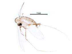 Image of Nyssomyia