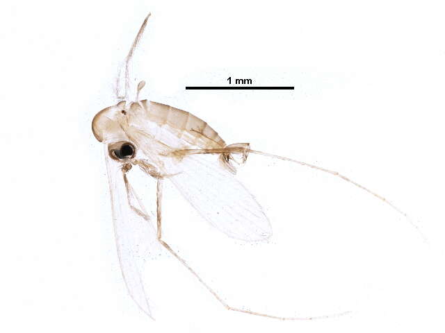 Image of Nyssomyia