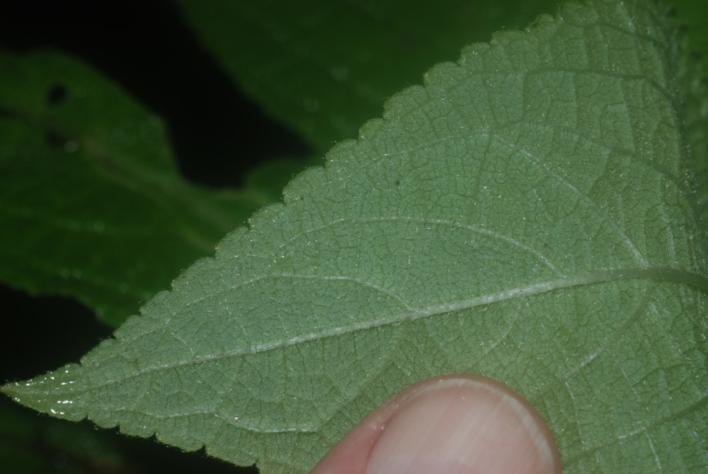 Phyllostegia floribunda Benth. resmi