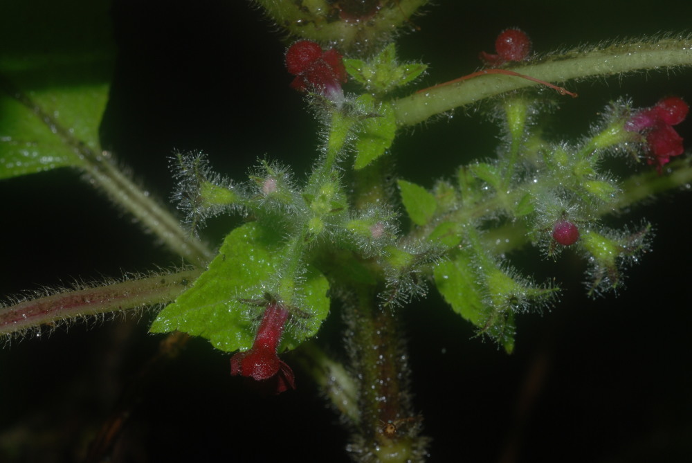 Image of Hawai'i phyllostegia