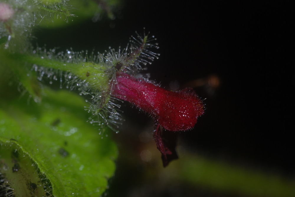 Image of Hawai'i phyllostegia