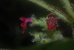 Image of Hawai'i phyllostegia