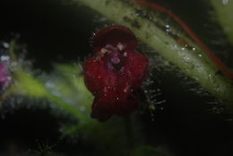 Image of Hawai'i phyllostegia