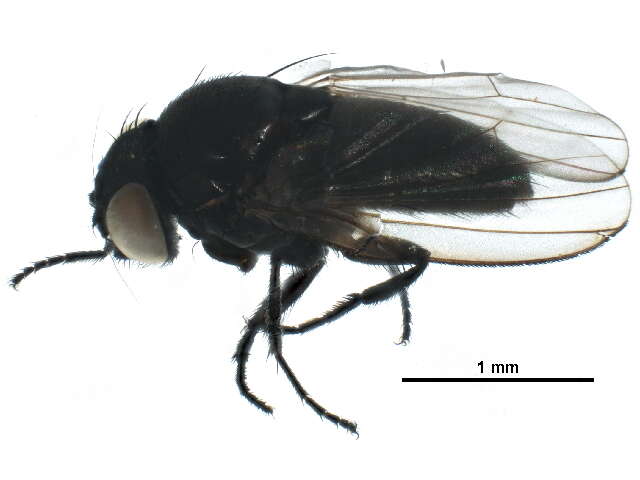 Image of Pholeomyia