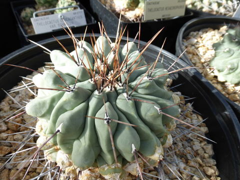 Image of Thelocactus rinconensis (Poselger) Britton & Rose