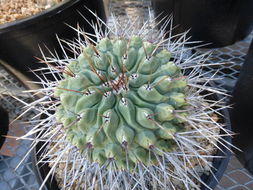 Image of Thelocactus rinconensis (Poselger) Britton & Rose