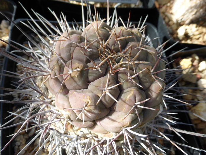 Image of Thelocactus hexaedrophorus (Lem.) Britton & Rose