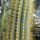 Image of Pilosocereus lanuginosus (L.) Byles & G. D. Rowley