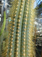 Plancia ëd Pilosocereus lanuginosus (L.) Byles & G. D. Rowley