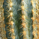 Imagem de Pilosocereus gounellei (F. A. C. Weber ex K. Schum.) Byles & G. D. Rowley