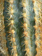 Imagem de Pilosocereus gounellei (F. A. C. Weber ex K. Schum.) Byles & G. D. Rowley