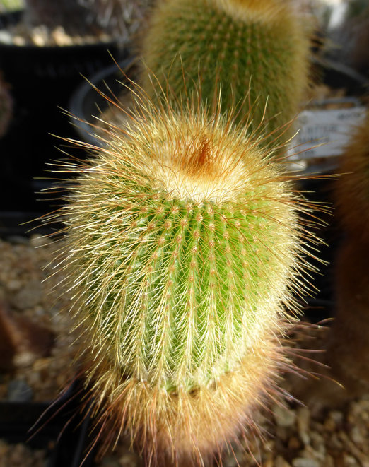 Image of Parodia leninghausii (F. Haage) F. H. Brandt