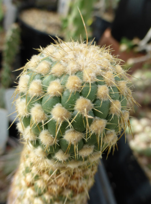 Image of <i>Opuntia pachypus</i>