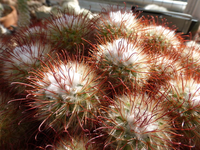 Image of Mammillaria bombycina Quehl