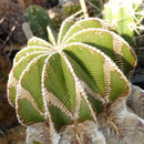 Image of Hinton's aztekium