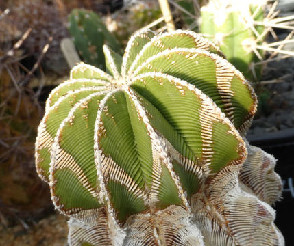 Image de Aztekium hintonii Glass & W. A. Fitz Maur.