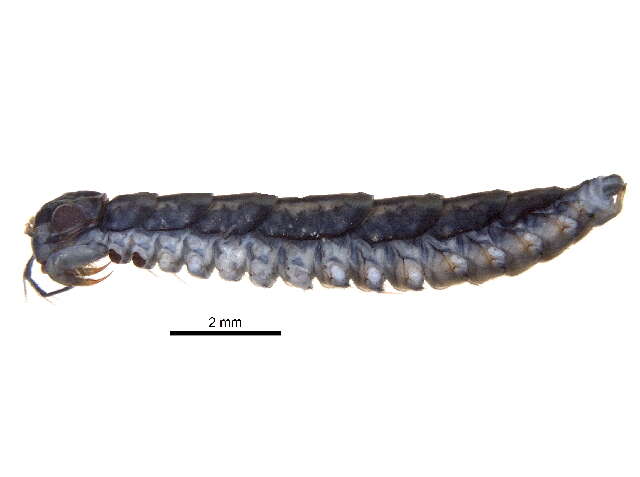 Dendrothereua Verhoeff 1944 resmi