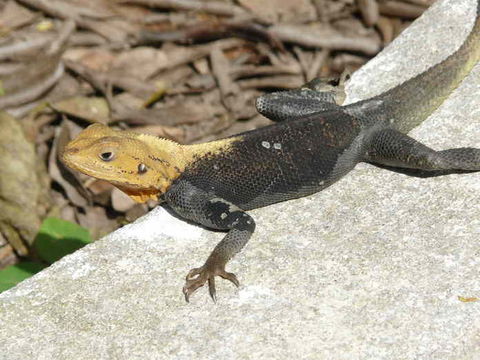 Image of Common agama