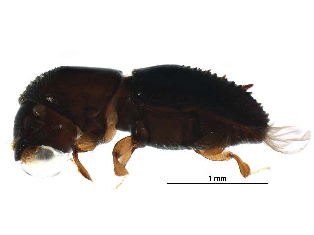 Image of Xyleborinus