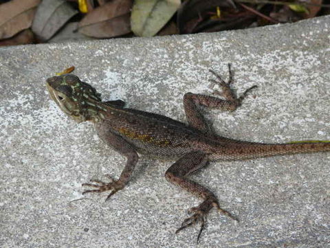 Image of Common agama