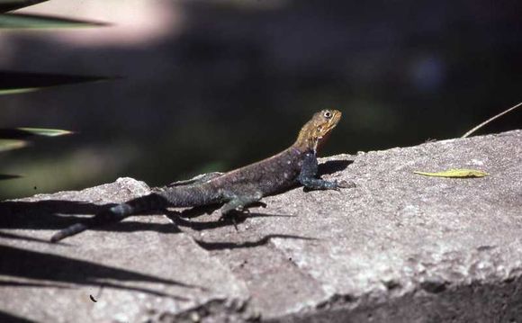 Image of Kenya Rock Agama